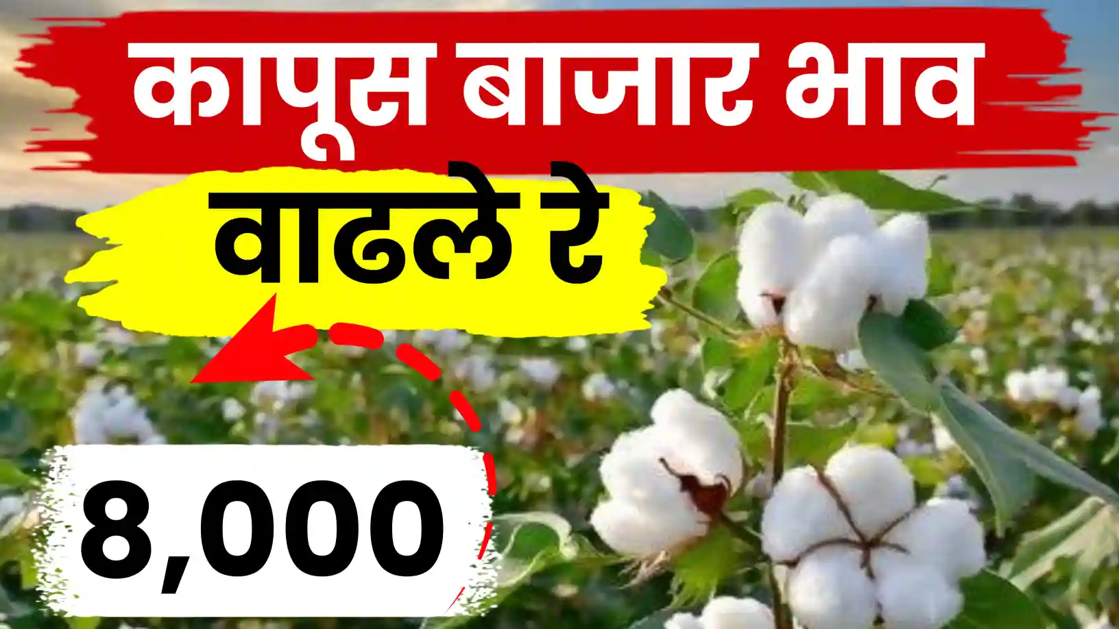 कापूस बाजारात ८००० चा टप्पा कायम!