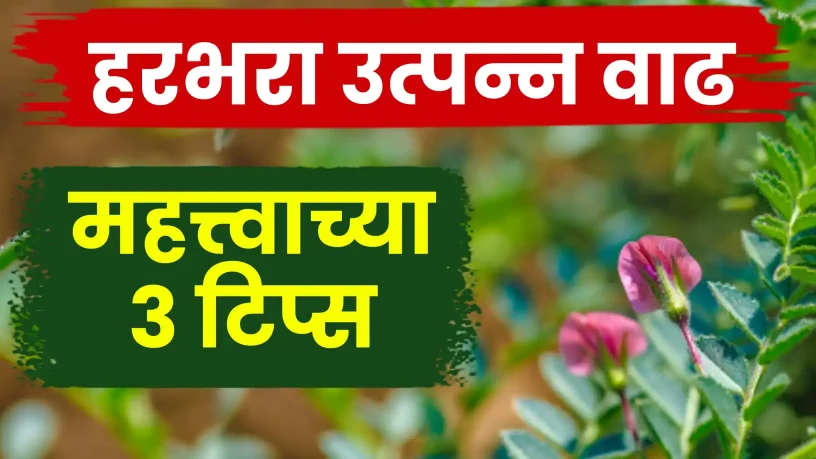 हरभरा उत्पादन वाढीसाठी पेरणीनंतर व्यवस्थापनाच्या सोप्या टिप्स